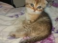 Gold Hüzmeli Dişi Scottish Fold