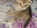 Gold Hüzmeli Dişi Scottish Fold