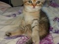 Gold Hüzmeli Dişi Scottish Fold