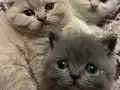 2 Aylık Scottish Fold Mutluluk Elçileri
