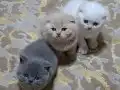 2 Aylık Scottish Fold Mutluluk Elçileri