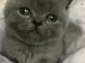 2 Aylık Scottish Fold Mutluluk Elçileri