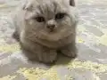 2 Aylık Scottish Fold Mutluluk Elçileri