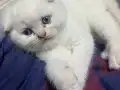 2 Aylık Scottish Fold Mutluluk Elçileri