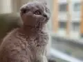 3 Aylık Dişi Scottish Fold