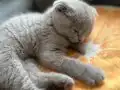 3 Aylık Dişi Scottish Fold