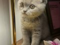 3 Aylık Dişi Scottish Fold