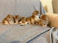 Golden NY12 Erkek Bebekler