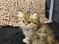 Black Golden British Longhair
