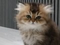 Black Golden British Longhair