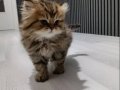 Black Golden British Longhair