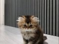 Black Golden British Longhair