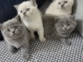 Beyaz ve Gri Yavrularımız 
