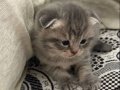 3 Kardeş Scottish Fold