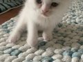 3 Kardeş Scottish Fold