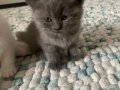 3 Kardeş Scottish Fold