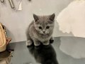 Gri Pon Pon Kuyruklu Özel Irk 