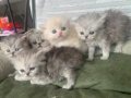 Persian Anne Lonhair Baba 60 Günlük Bebekler
