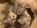 Persian Anne Lonhair Baba 60 Günlük Bebekler