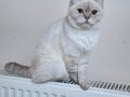PAMUK ŞEKERLERİM