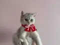 İnci kızımız sevgi dolu yuvasını arıyor