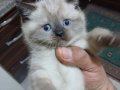 British Shorthair Yavrularım