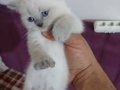 British Shorthair Yavrularım
