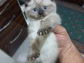 British Shorthair Yavrularım
