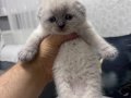 Scottish Fold