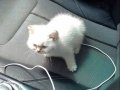 British Longhair 2 aylık Yavrumuz 