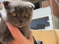 İzmir Scottish Kedi 