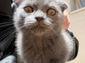 İzmir Scottish Kedi 