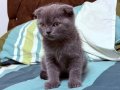İzmir Scottish Kedi 
