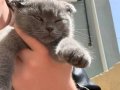 İzmir Scottish Kedi 