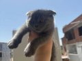 İzmir Scottish Kedi 