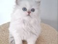 Mavi Bakışlı Safkan British Longhair Yavrusu
