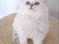 Mavi Bakışlı Safkan British Longhair Yavrusu