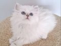 Mavi Bakışlı Safkan British Longhair Yavrusu