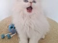 Mavi Bakışlı Safkan British Longhair Yavrusu