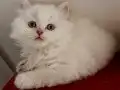 Turkuaz Gözlü British Shorthair Prenses
