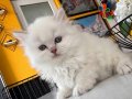 Turkuaz Gözlü British Shorthair Prenses