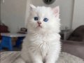 Turkuaz Gözlü British Shorthair Prenses