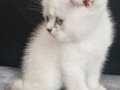 Cok tatlı dişi scottish fold