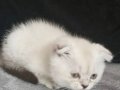 Cok tatlı dişi scottish fold