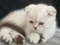 Cok tatlı dişi scottish fold