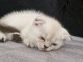 Cok tatlı dişi scottish fold