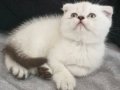 Cok tatlı dişi scottish fold