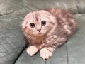 Sosyal Karakterli Scottish Fold