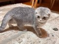 Sosyal Karakterli Scottish Fold