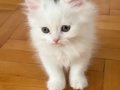 Masum Bakışlı British Longhair